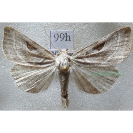 Eucarta virgo (Treitschke, 1835) Najemka dziewica Czech99h